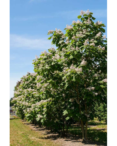 Катальпа червоніюча Пурпуреа | Catalpa erubescens Purpurea | Катальпа краснеющая Пурпуреа
