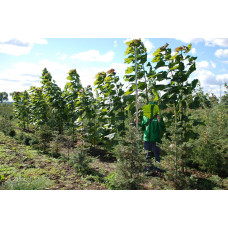 Катальпа червоніюча Пурпуреа | Catalpa erubescens Purpurea | Катальпа краснеющая Пурпуреа