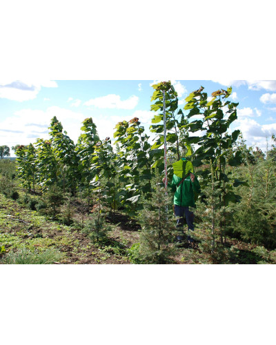 Катальпа червоніюча Пурпуреа | Catalpa erubescens Purpurea | Катальпа краснеющая Пурпуреа