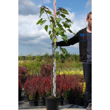 Катальпа червоніюча Пурпуреа | Catalpa erubescens Purpurea | Катальпа краснеющая Пурпуреа