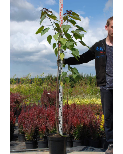 Катальпа червоніюча Пурпуреа | Catalpa erubescens Purpurea | Катальпа краснеющая Пурпуреа