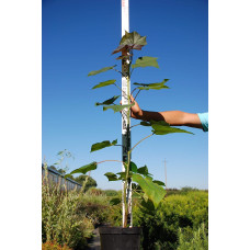 Катальпа червоніюча Пурпуреа | Catalpa erubescens Purpurea | Катальпа краснеющая Пурпуреа