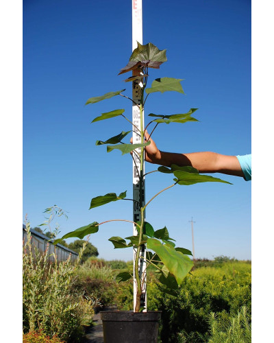 Катальпа червоніюча Пурпуреа | Catalpa erubescens Purpurea | Катальпа краснеющая Пурпуреа