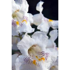 Катальпа червоніюча Пурпуреа | Catalpa erubescens Purpurea | Катальпа краснеющая Пурпуреа