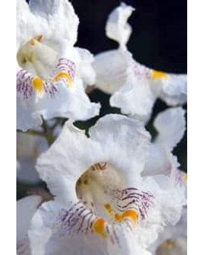 Катальпа червоніюча Пурпуреа | Catalpa erubescens Purpurea | Катальпа краснеющая Пурпуреа