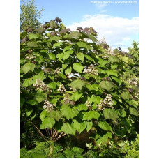 Катальпа червоніюча Пурпуреа | Catalpa erubescens Purpurea | Катальпа краснеющая Пурпуреа