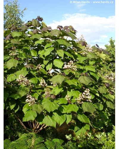 Катальпа червоніюча Пурпуреа | Catalpa erubescens Purpurea | Катальпа краснеющая Пурпуреа