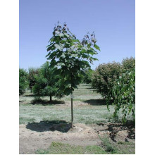 Катальпа червоніюча Пурпуреа | Catalpa erubescens Purpurea | Катальпа краснеющая Пурпуреа