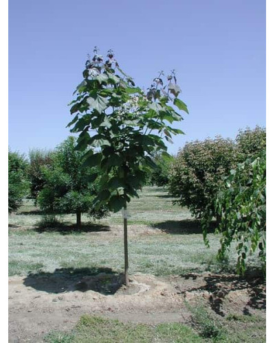 Катальпа червоніюча Пурпуреа | Catalpa erubescens Purpurea | Катальпа краснеющая Пурпуреа