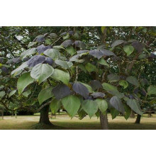 Катальпа червоніюча Пурпуреа | Catalpa erubescens Purpurea | Катальпа краснеющая Пурпуреа