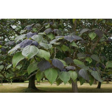 Катальпа червоніюча Пурпуреа | Catalpa erubescens Purpurea | Катальпа краснеющая Пурпуреа