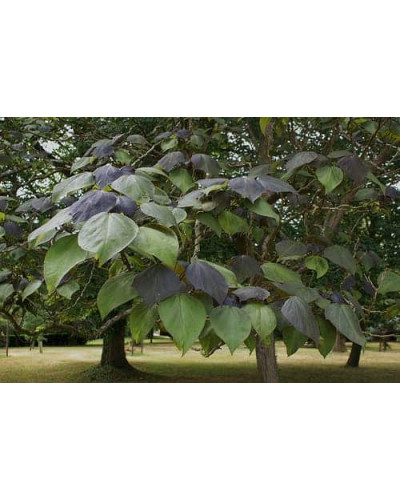 Катальпа червоніюча Пурпуреа | Catalpa erubescens Purpurea | Катальпа краснеющая Пурпуреа