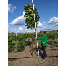 Катальпа червоніюча Пурпуреа | Catalpa erubescens Purpurea | Катальпа краснеющая Пурпуреа