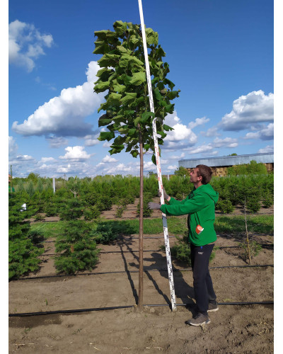 Катальпа червоніюча Пурпуреа | Catalpa erubescens Purpurea | Катальпа краснеющая Пурпуреа