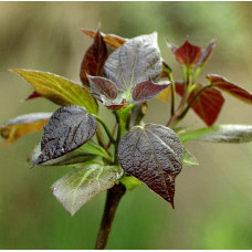 Катальпа червоніюча Пурпуреа | Catalpa erubescens Purpurea | Катальпа краснеющая Пурпуреа