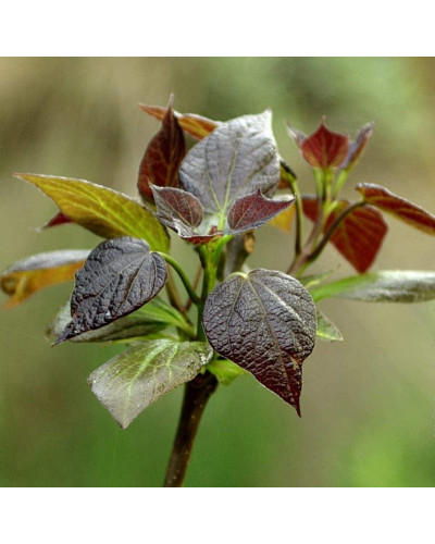 Катальпа червоніюча Пурпуреа | Catalpa erubescens Purpurea | Катальпа краснеющая Пурпуреа