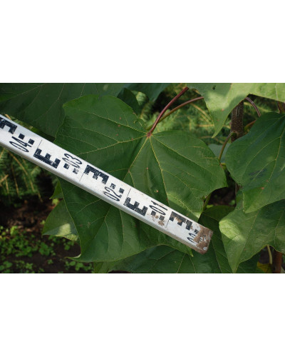 Катальпа червоніюча Пурпуреа | Catalpa erubescens Purpurea | Катальпа краснеющая Пурпуреа