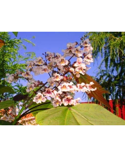Катальпа червоніюча Пурпуреа | Catalpa erubescens Purpurea | Катальпа краснеющая Пурпуреа