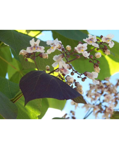 Катальпа червоніюча Пурпуреа | Catalpa erubescens Purpurea | Катальпа краснеющая Пурпуреа