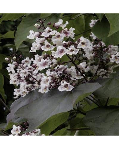 Катальпа червоніюча Пурпуреа | Catalpa erubescens Purpurea | Катальпа краснеющая Пурпуреа
