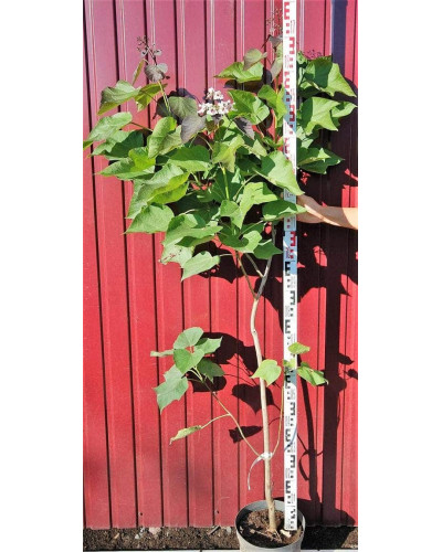 Катальпа червоніюча Пурпуреа | Catalpa erubescens Purpurea | Катальпа краснеющая Пурпуреа