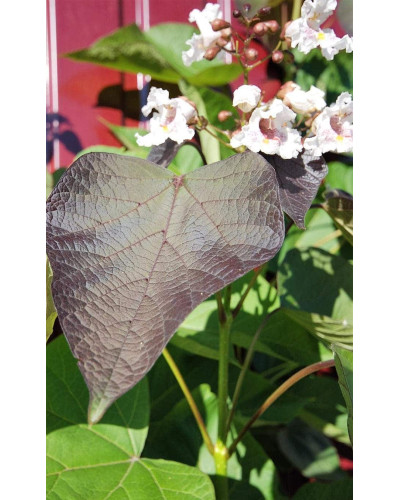 Катальпа червоніюча Пурпуреа | Catalpa erubescens Purpurea | Катальпа краснеющая Пурпуреа