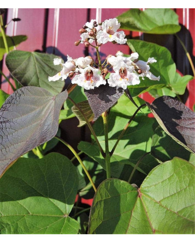 Катальпа червоніюча Пурпуреа | Catalpa erubescens Purpurea | Катальпа краснеющая Пурпуреа