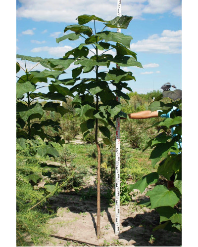 Катальпа червоніюча Пурпуреа | Catalpa erubescens Purpurea | Катальпа краснеющая Пурпуреа