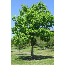 Катальпа чудова / північна / Спеціоза | Catalpa speciosa | Катальпа великолепная / северная / Специоза