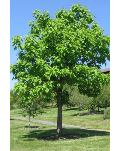 Катальпа чудова / північна / Спеціоза | Catalpa speciosa | Катальпа великолепная / северная / Специоза