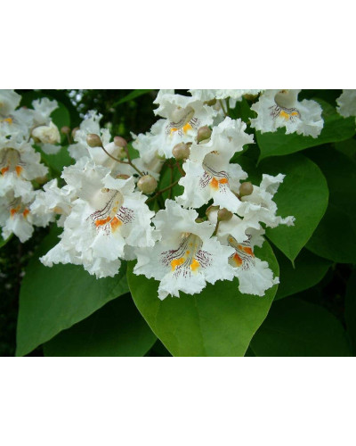 Катальпа чудова / північна / Спеціоза | Catalpa speciosa | Катальпа великолепная / северная / Специоза