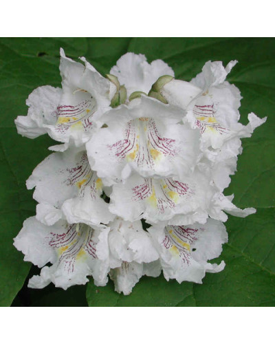 Катальпа чудова / північна / Спеціоза | Catalpa speciosa | Катальпа великолепная / северная / Специоза