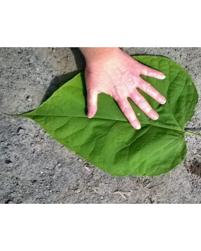 Катальпа чудова / північна / Спеціоза | Catalpa speciosa | Катальпа великолепная / северная / Специоза
