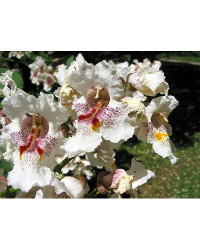 Катальпа чудова / північна / Спеціоза | Catalpa speciosa | Катальпа великолепная / северная / Специоза
