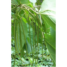 Катальпа чудова / північна / Спеціоза | Catalpa speciosa | Катальпа великолепная / северная / Специоза