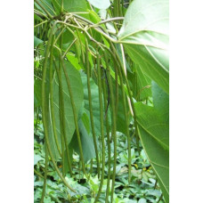 Катальпа чудова / північна / Спеціоза | Catalpa speciosa | Катальпа великолепная / северная / Специоза