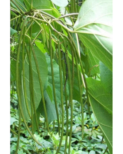 Катальпа чудова / північна / Спеціоза | Catalpa speciosa | Катальпа великолепная / северная / Специоза