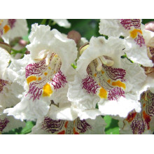 Катальпа чудова / північна / Спеціоза | Catalpa speciosa | Катальпа великолепная / северная / Специоза