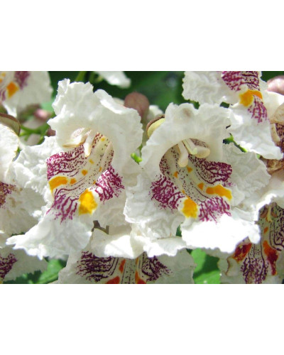 Катальпа чудова / північна / Спеціоза | Catalpa speciosa | Катальпа великолепная / северная / Специоза