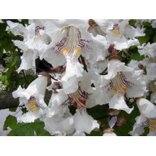 Катальпа чудова / північна / Спеціоза | Catalpa speciosa | Катальпа великолепная / северная / Специоза