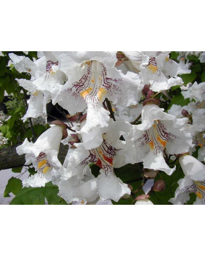 Катальпа чудова / північна / Спеціоза | Catalpa speciosa | Катальпа великолепная / северная / Специоза