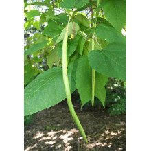 Катальпа чудова / північна / Спеціоза | Catalpa speciosa | Катальпа великолепная / северная / Специоза