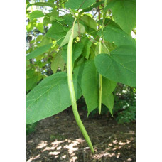 Катальпа чудова / північна / Спеціоза | Catalpa speciosa | Катальпа великолепная / северная / Специоза