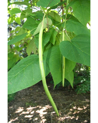 Катальпа чудова / північна / Спеціоза | Catalpa speciosa | Катальпа великолепная / северная / Специоза