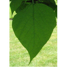 Катальпа чудова / північна / Спеціоза | Catalpa speciosa | Катальпа великолепная / северная / Специоза