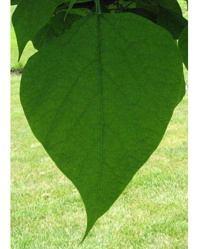 Катальпа чудова / північна / Спеціоза | Catalpa speciosa | Катальпа великолепная / северная / Специоза