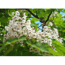 Катальпа чудова / північна / Спеціоза | Catalpa speciosa | Катальпа великолепная / северная / Специоза