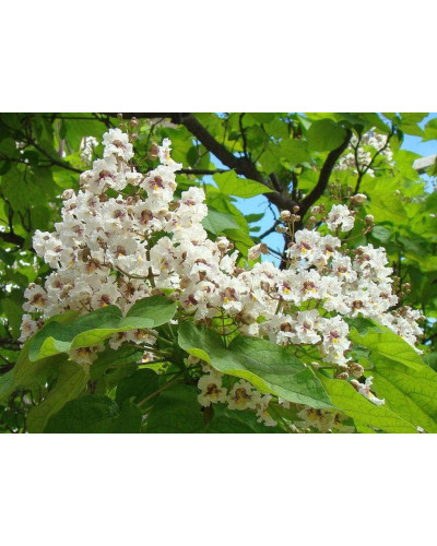 Катальпа чудова / північна / Спеціоза | Catalpa speciosa | Катальпа великолепная / северная / Специоза