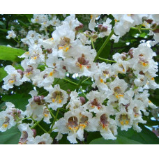 Катальпа чудова / північна / Спеціоза | Catalpa speciosa | Катальпа великолепная / северная / Специоза