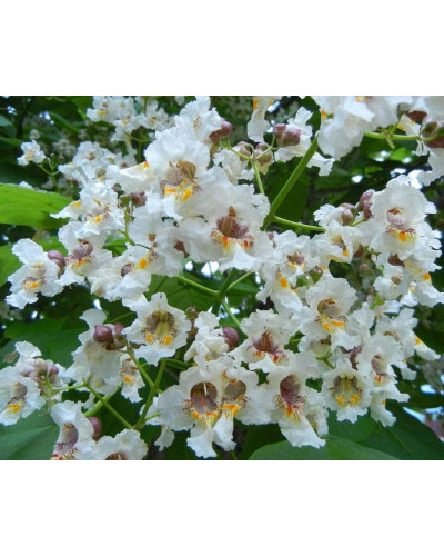 Катальпа чудова / північна / Спеціоза | Catalpa speciosa | Катальпа великолепная / северная / Специоза